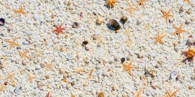 un pájaro ojo ver de el arena playa antecedentes con conchas y estrella de mar dispersado en el izquierda y Derecha lados de el imagen foto