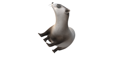 Weasel isolated on a Transparent Background png