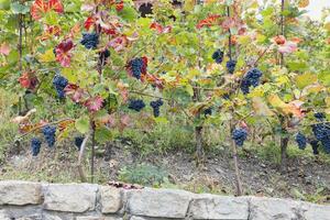 azul maduro parcialmente seco uvas y hojas en viñedo. otoño estación, cosecha tiempo. viticultura, vinicultura y hongos uva enfermedad concepto. selectivo atención foto