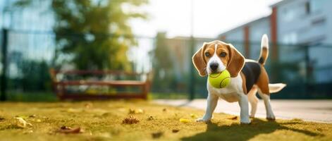 Beagle playing with a ball, pet banner idea with place for text, world animal day. AI generated photo