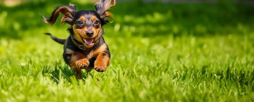 Dachshund puppy running through meadow, web banner with copy space for World Animal Day AI generated photo