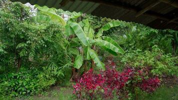 It was raining and the sky was overcast at the countryside garden house in the provinces. There were green trees around the house video