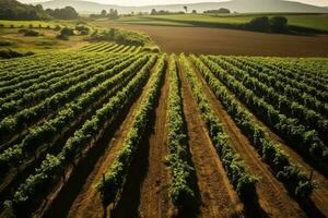 verde viñedos, uva plantaciones ver desde encima foto