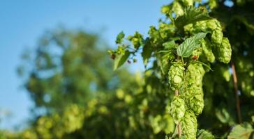 Wild hop harvest, branch with mature cones close-up with copy space photo