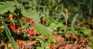 Wild berries, close-up, gifts of nature, restoration of health and relaxation in the forest photo