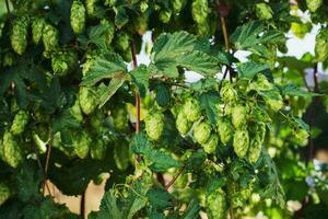 Wild hop vines, branches with a harvest of mature cones, close-up idea for background or advertising photo