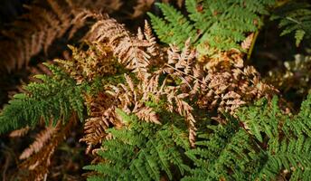 Full frame of green and yellow fern leaves in autumn forest, leaf banner or background concept photo