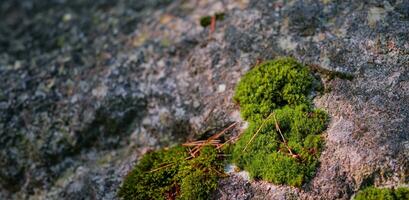 Moss growing on a stone in an autumn pine forest, background with copy space photo