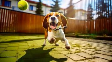 Beagle playing with a ball in the yard, idea for a postcard on World Animal Day. AI generated photo