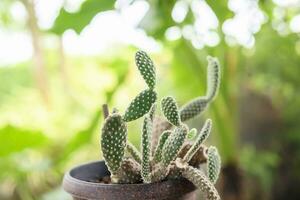 beautiful green cactus in small pot photo