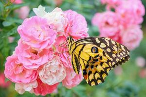 Butterfly with beautiful pink roses flower in the garden photo