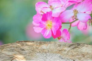 Empty old tree stump table top with blur rose garden background for product display photo