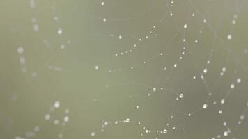 a spider web with many water droplets it video