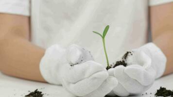 une la personne dans blanc gants en portant une plante avec pièces de monnaie video