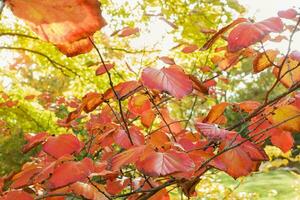 amarillo otoño hojas en un árbol en un parque, de cerca foto