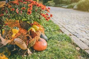 Pumpkins Halloween garden decoration with autumn chrysanthemum flowers and pine cones. Close up, selective focus. Halloween and Thanksgiving natural DIY decoration for home and celebration concept photo