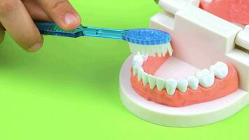 uma mão mostrando limpeza modelo dentes com uma escova de dente video