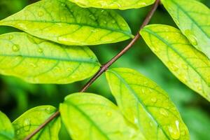 rain water drop on green leaf closeup natural background photo