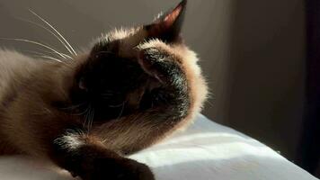 thailändisch Siamese Katze Pflege selbst beim Sonne. Katze Lecken Pfoten und Waschen Gesicht und Ohren. video