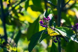 Callicarpa japonica or Japanese beautyberry branch with leaves and large clusters purple berries close up. photo