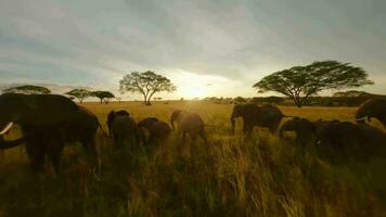 African wildlife Elephant herd bird's eye view video