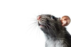 Close-up of a copy space gray rat on a white background. AI generated. photo