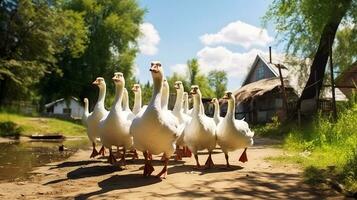 Close-up of domestic geese walking along a village street towards a pond. photo