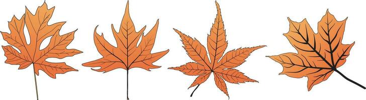 Set of Maple Leaf line art vector