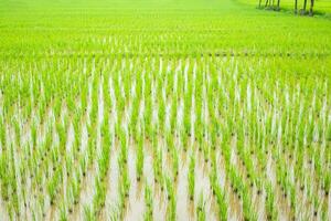 Green paddy rice field plantation landscape background photo