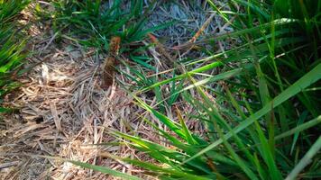 A hairy brown caterpillar crawling in the grass video