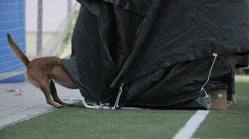 Belgian Shepherd dog climbs out from under a tarp,runs around and sniffs objects video