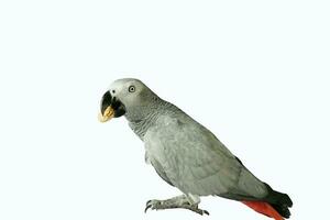 africano gris loro psittacus erithacus comiendo un maní aislado en blanco antecedentes foto