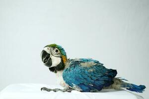 Baby newborn blue and gold Macaw Ara ararauna 55 days old on white isolated background photo