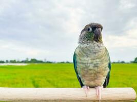 verde mejilla conure canela color en campos y cielo el pequeño loro de el género pirra tiene un agudo pico nativo a sur America Amazonas foto