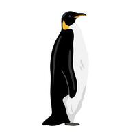 Rey pingüino. plano vector ilustración aislado en blanco. polar animal