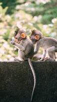 Two little monkeys photo