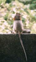 Little baby monkey photo