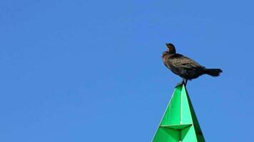 Black great cormorant sitting and resting on green landmark pylon clear blue sky as blue background and blurred background for a lot of copy space is an endangered european sea bird for birdwatching video