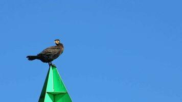 Black great cormorant sitting and resting on green landmark pylon clear blue sky as blue background and blurred background for a lot of copy space is an endangered european sea bird for birdwatching video