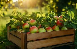 Shots In the garden, there is an apple crate. An unidentified man approaches the fruit box. Harvesting in an orchard on a lovely fall day. Hands of a fruit-grower outside in the sun. AI Generative photo