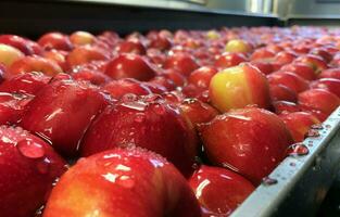 A close-up of newly picked red Fiji apples being washed and transported up a conveyor belt in a Tasmanian apple packing shed before being graded and packaged. AI Generative. photo