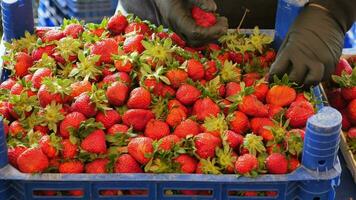 men with gloves picking up Strawberries at street in istanbul video