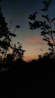 puesta de sol silueta en el bosque foto