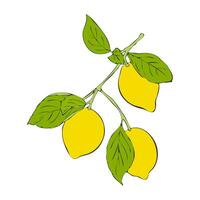 Yellow lemon on branch with green leaves. Hand drawn contour drawing sketch. Isolated white background. vector