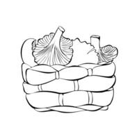 Basket with chanterelle mushrooms, hand drawn doodle outline drawing. vector