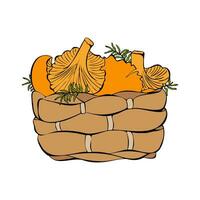 Basket with chanterelle mushrooms, colors hand drawn  sketch. vector