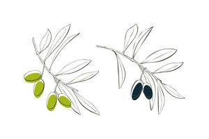 Olive branches in modern linear style, isolated on white background. vector