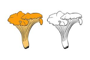 Chanterelle mushroom hand drawn contour doodle, isolated, white background. vector