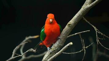 video di australiano re pappagallo