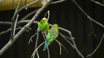 Video of Budgerigar in zoo